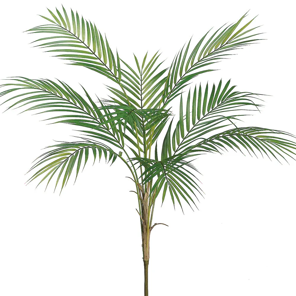 Areca Palm Plant