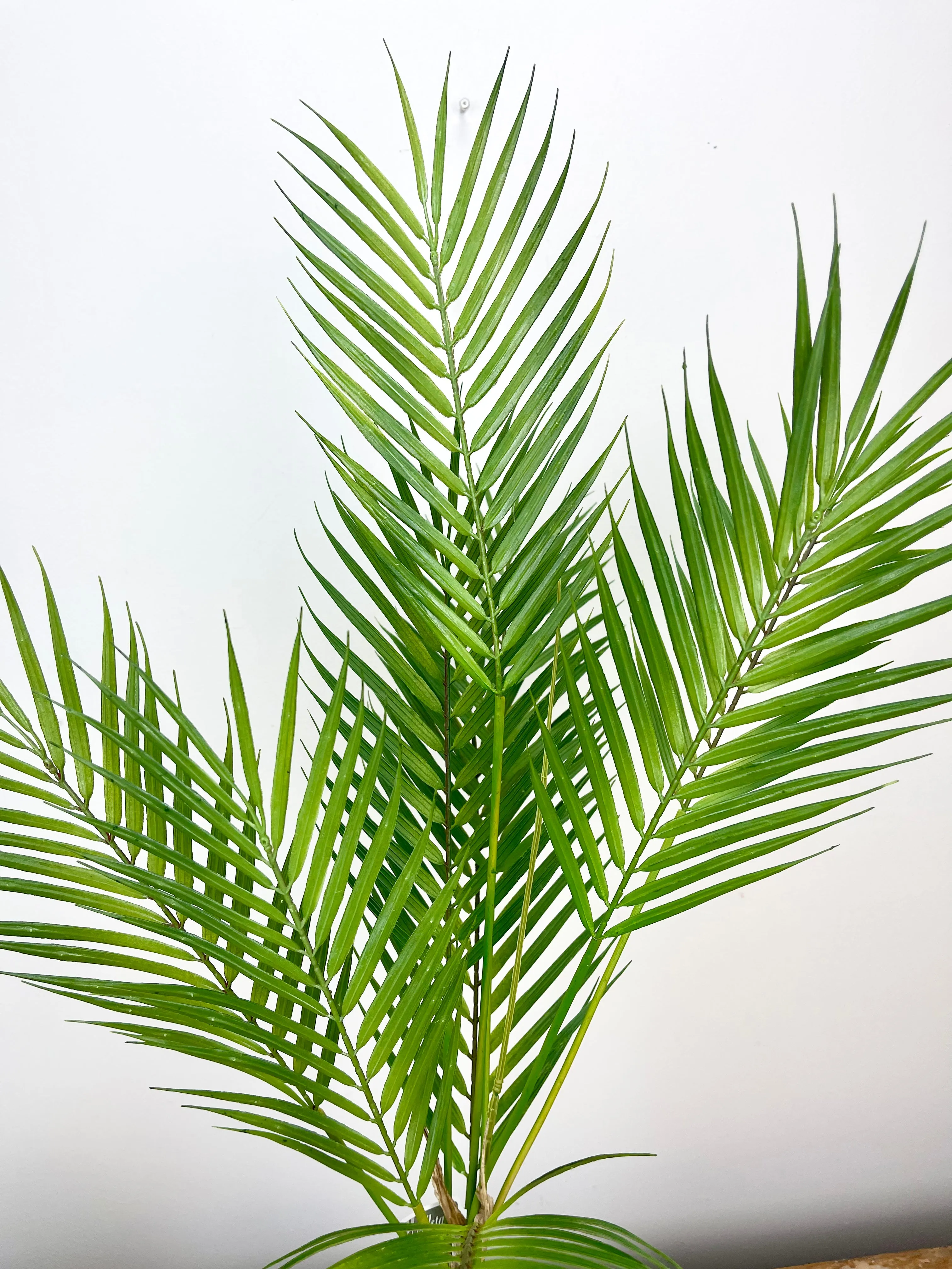 Areca Palm Plant