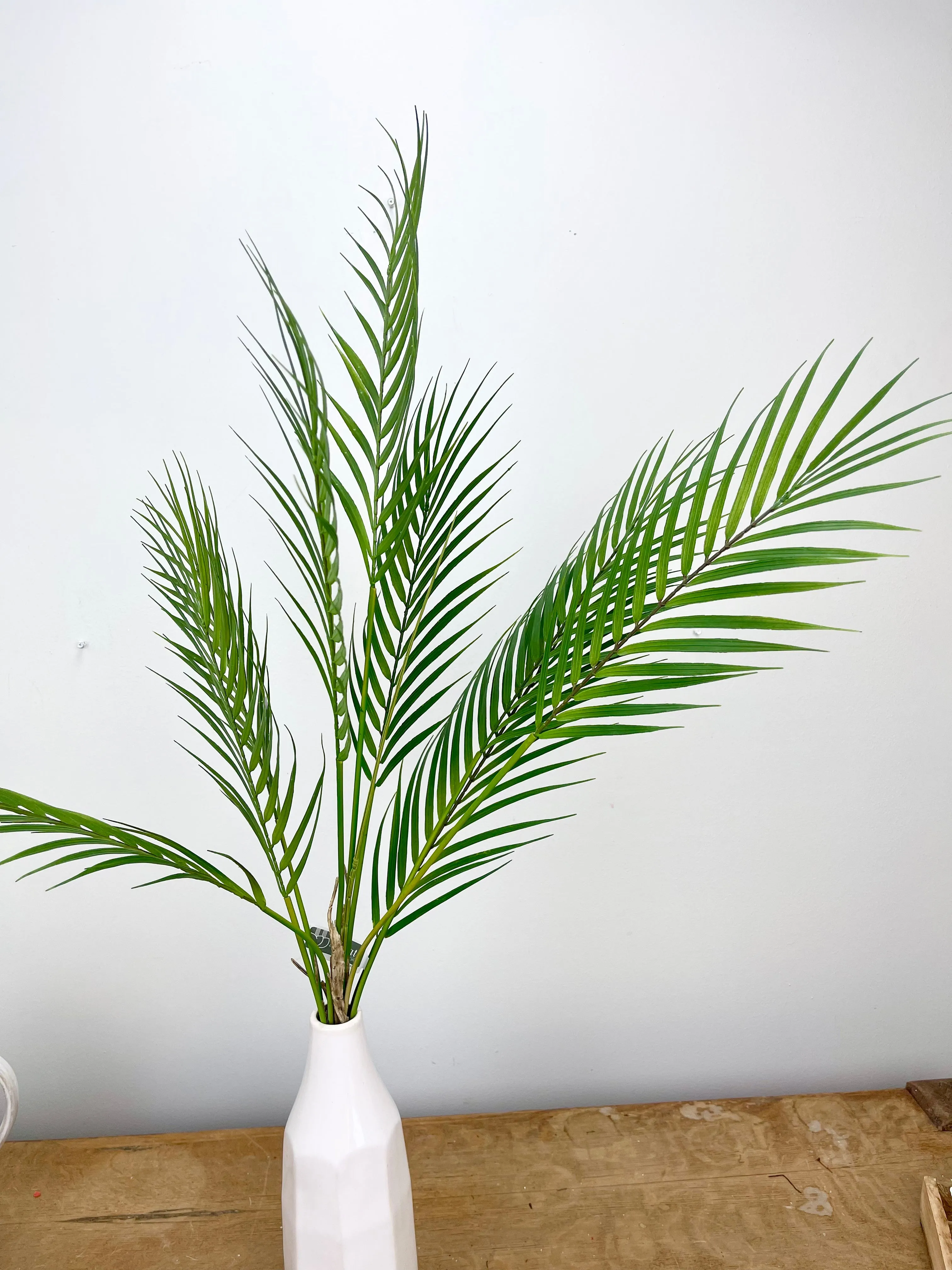 Areca Palm Plant