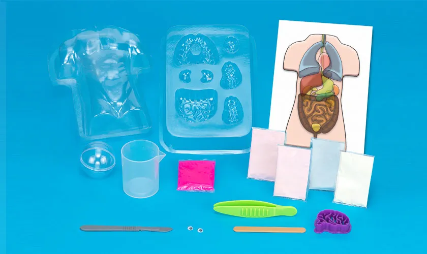 Gross Anatomy: Make-Your-Own Squishy Human