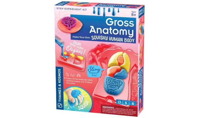 Gross Anatomy