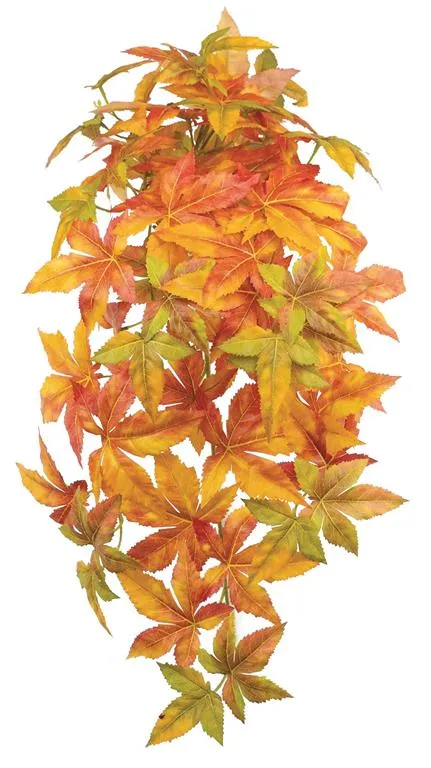 Japanese Maple Leaf Vine