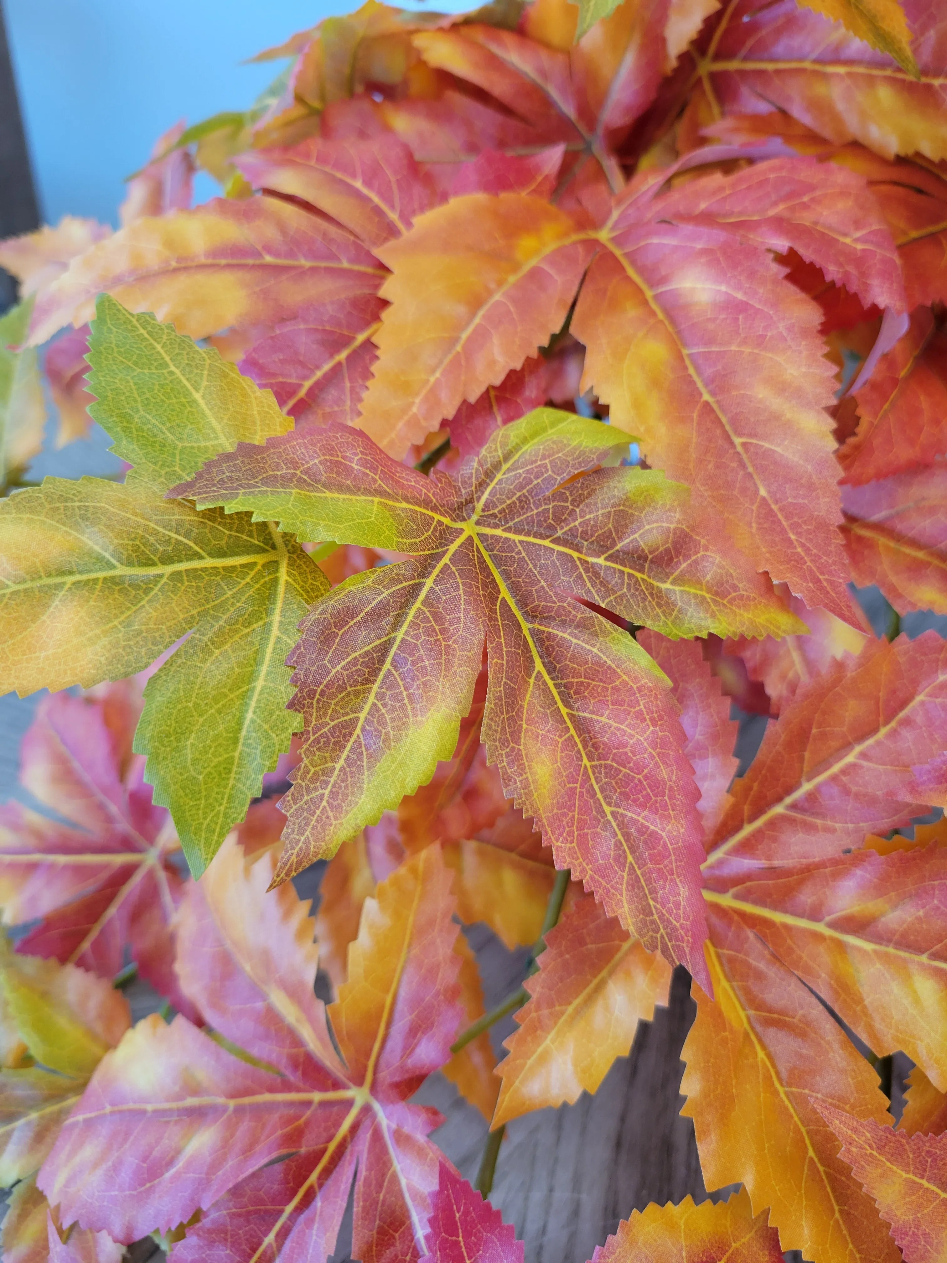 Japanese Maple Leaf Vine