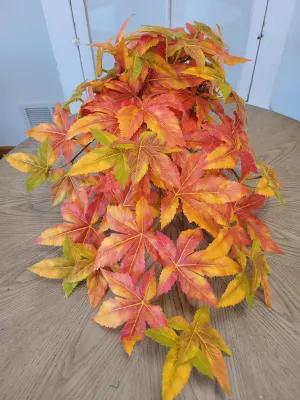 Japanese Maple Leaf Vine