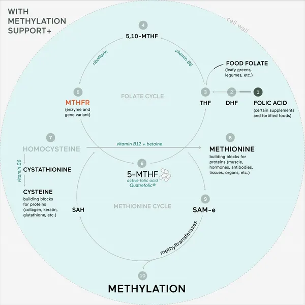 methylation B complex 